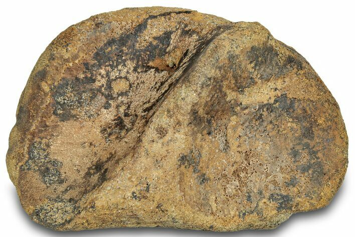 Hadrosaur (Edmontosaurus) Calcaneus (Heel Bone) - South Dakota #316451